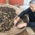 原生态山茶籽