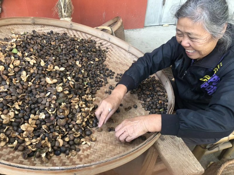 原生态山茶籽