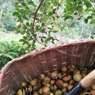 原生态山茶籽