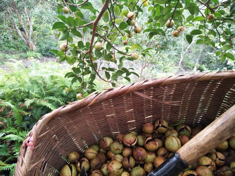 原生态山茶籽