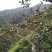 原生态山茶籽