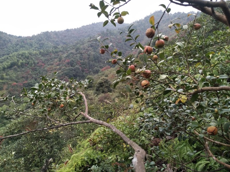 原生态山茶籽