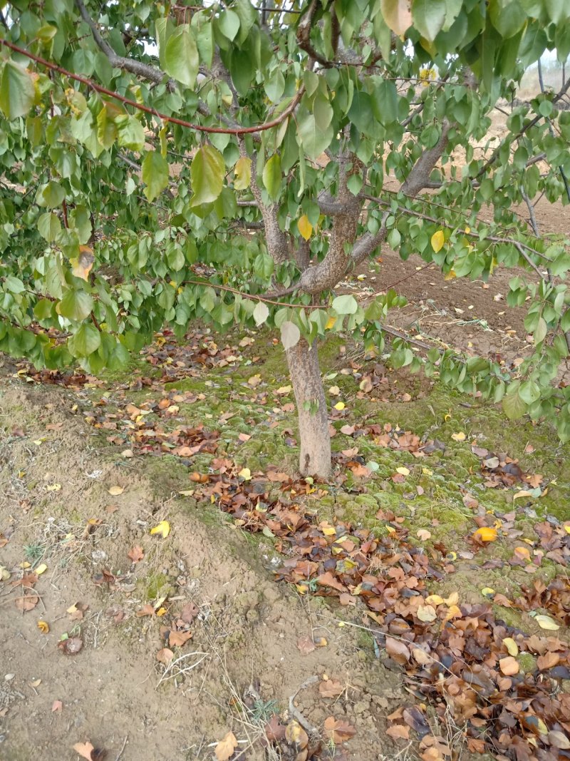 核桃树山楂树杏树成品树，