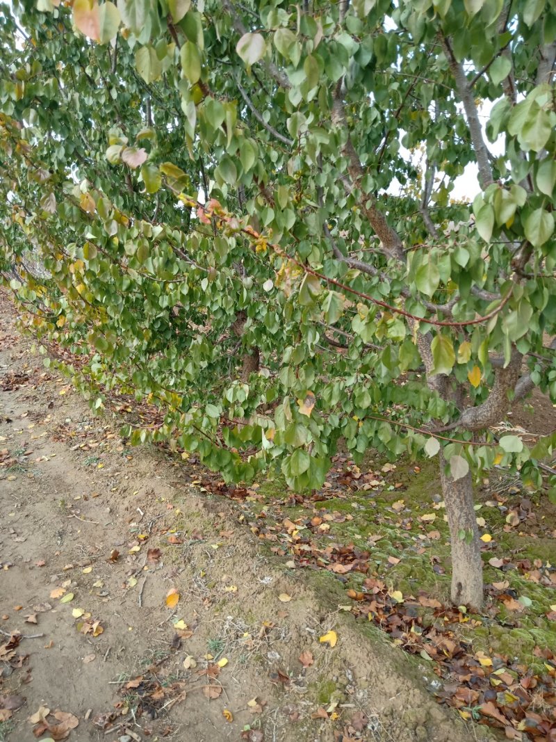 核桃树山楂树杏树成品树，