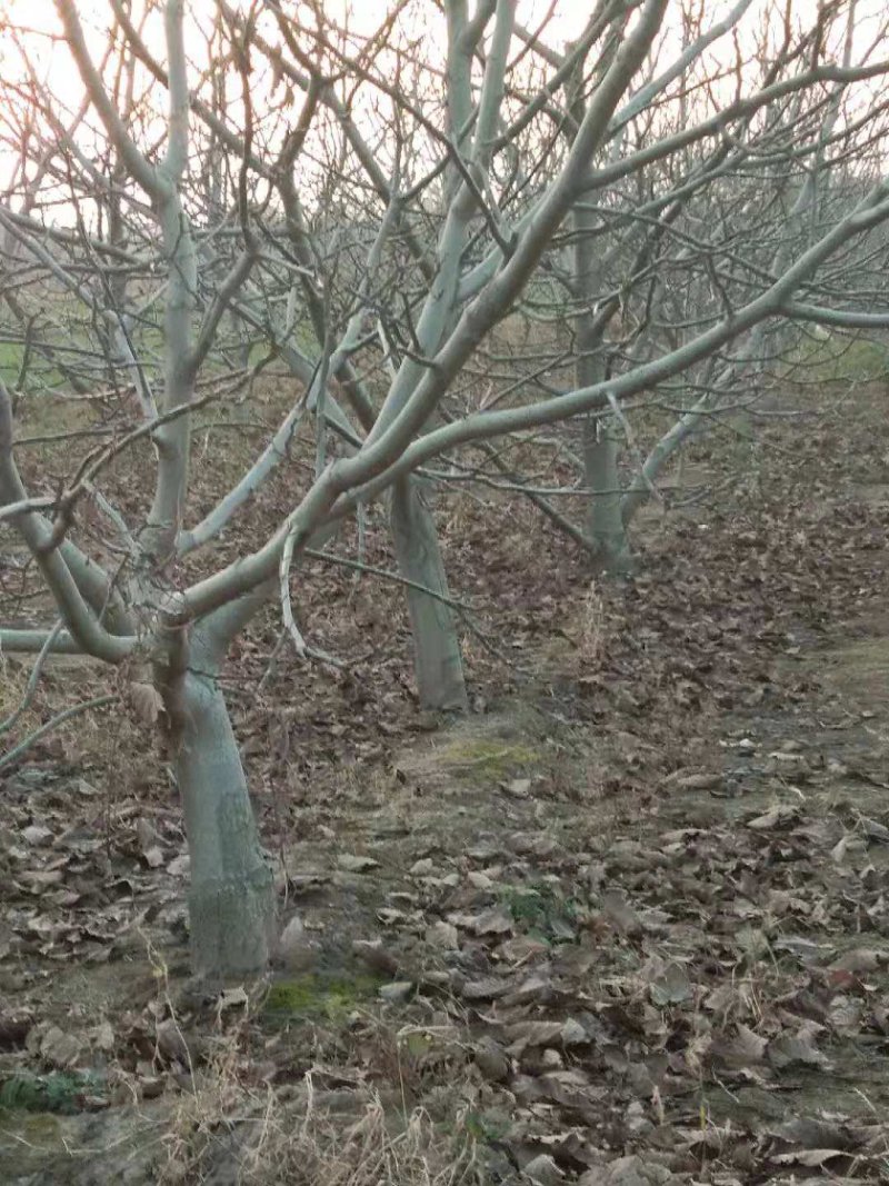核桃树山楂树杏树成品树，