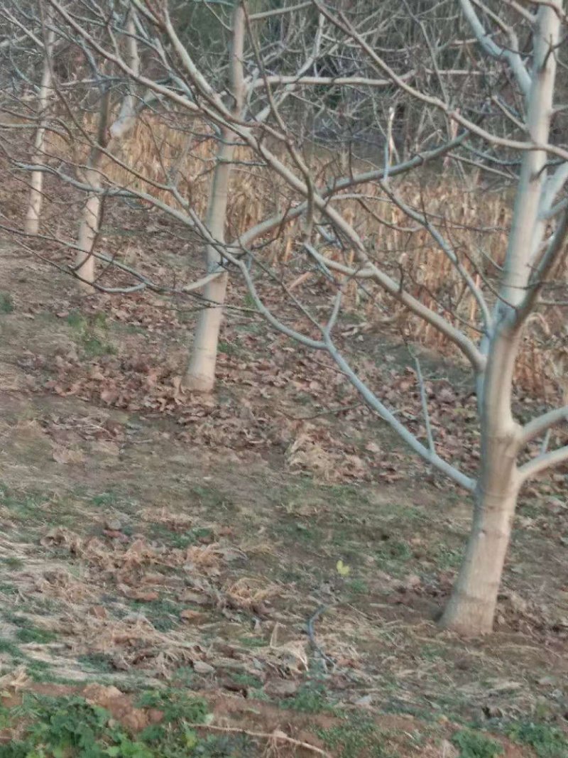 核桃树山楂树杏树成品树，