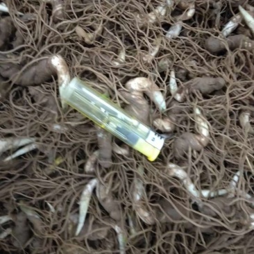 重楼苗,滇重楼牙头苗,七叶一枝花牙头苗,三年苗