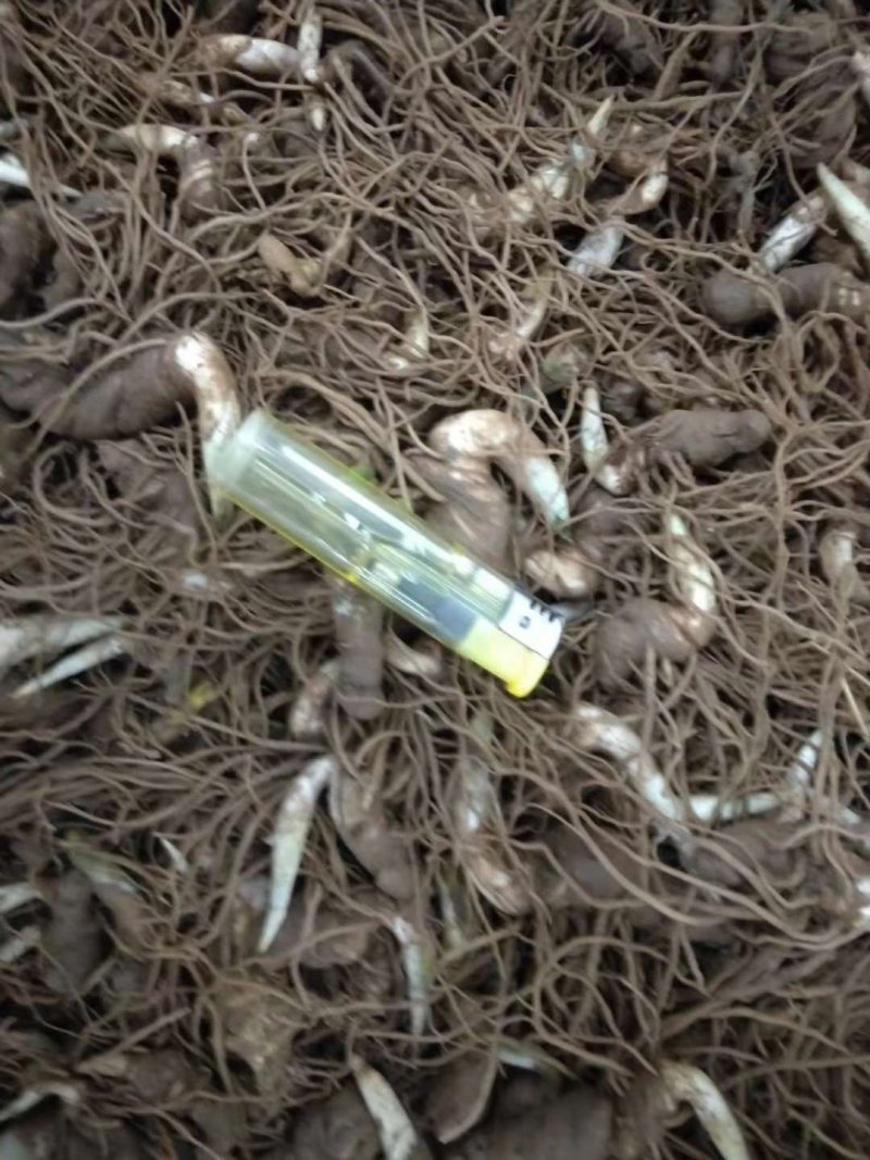 重楼苗，滇重楼牙头苗，七叶一枝花牙头苗，三年苗