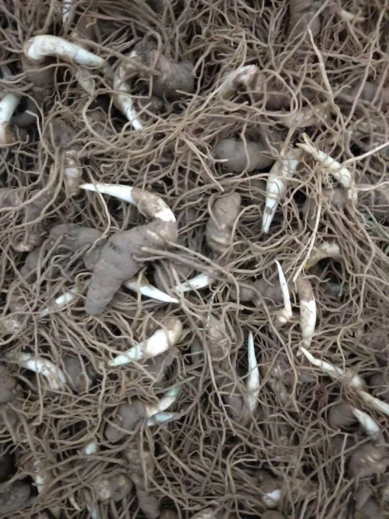重楼苗，滇重楼牙头苗，七叶一枝花牙头苗，三年苗