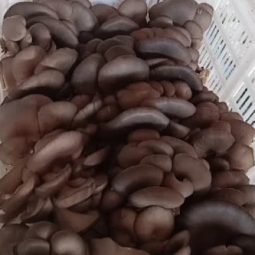 鲜平菇蘑菇5~7cm肉厚质嫩特选蘑菇量大从优
