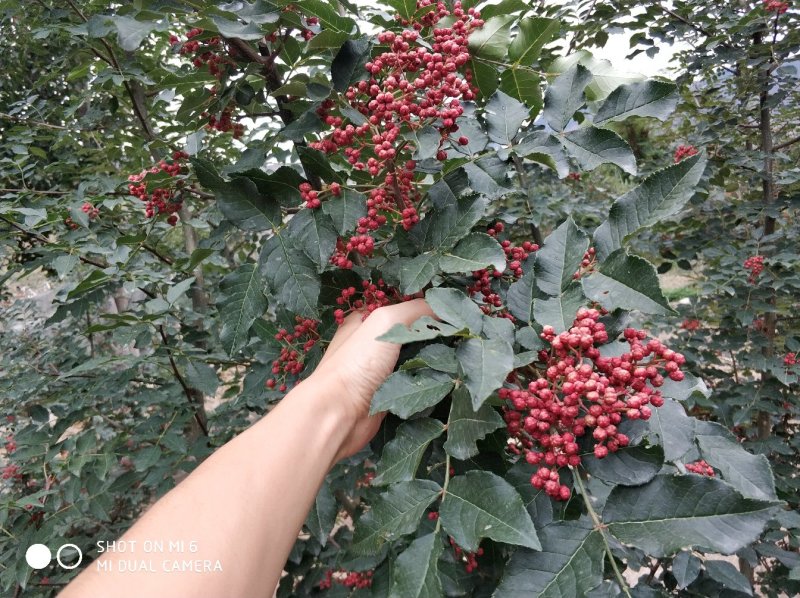 花椒种子育苗专用花椒籽陇南武都大红袍伏椒狮子头品种