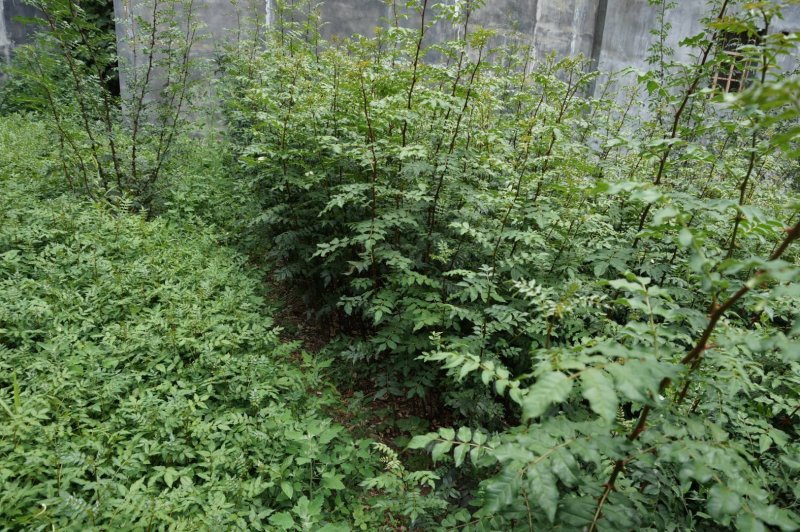 花椒种子育苗专用花椒籽陇南武都大红袍伏椒狮子头品种