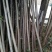 山上香椿树0.2-10公分规格，