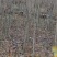 山上香椿树0.2-10公分规格，
