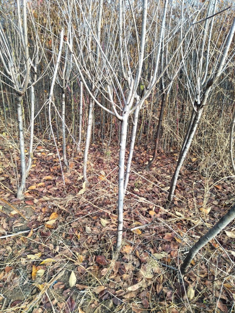 山上香椿树0.2-10公分规格，
