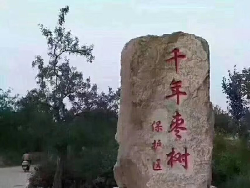 稷山板枣