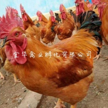 k9肉鸡苗