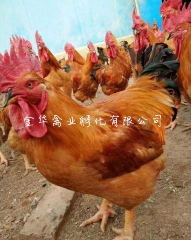 k9肉鸡苗