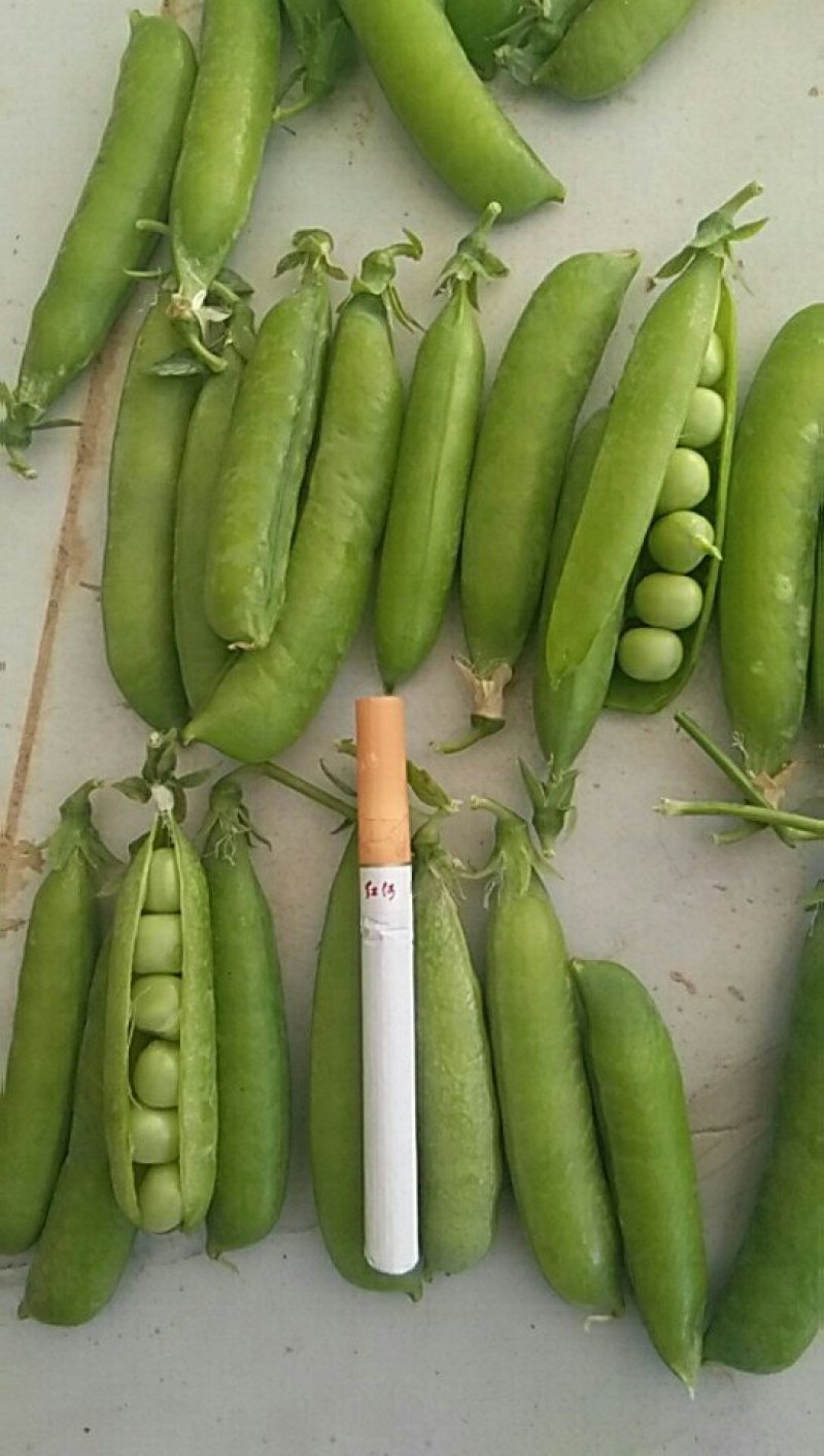 青豌豆(中碗6号和9号)