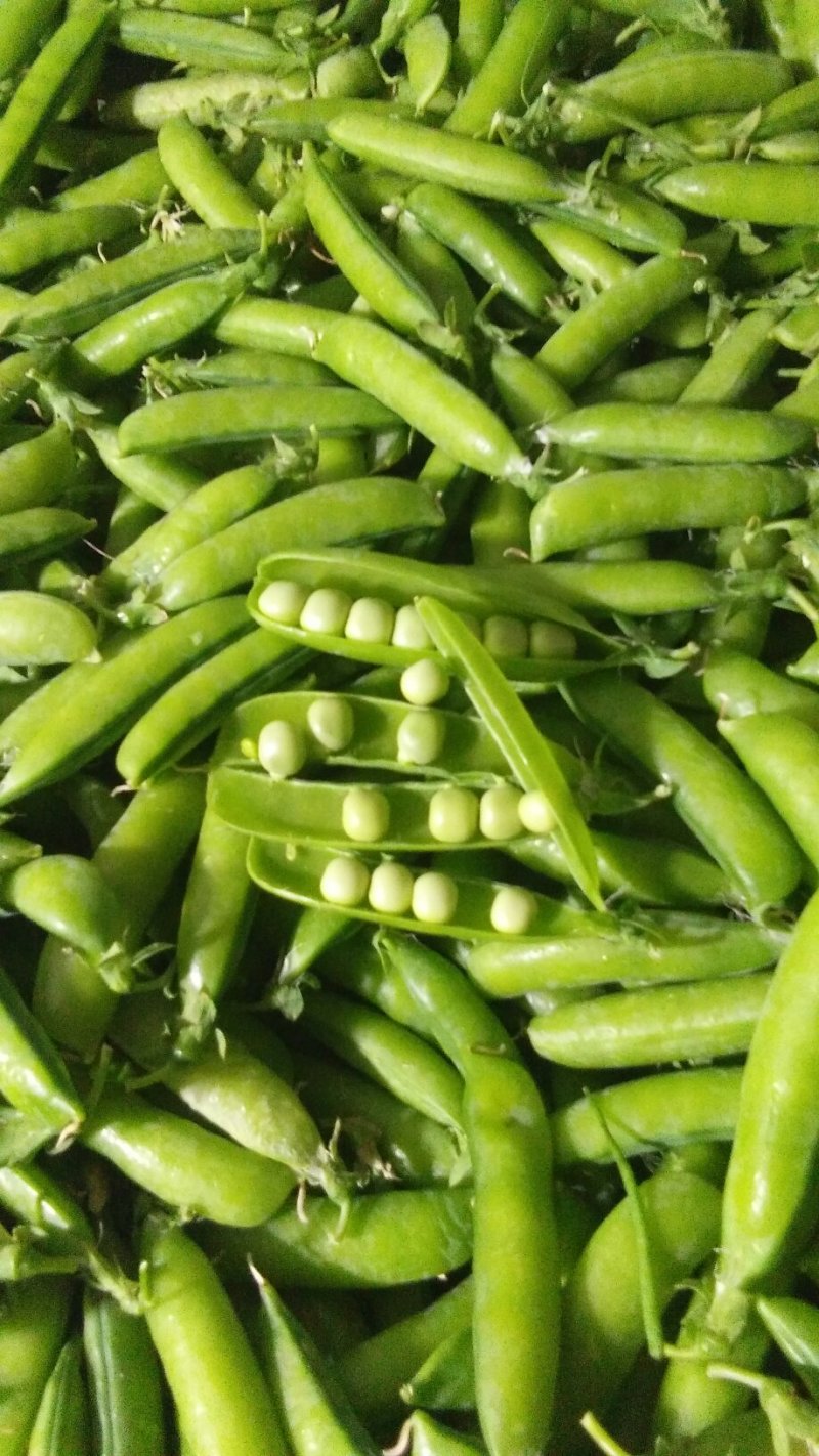 青豌豆(中碗6号和9号)