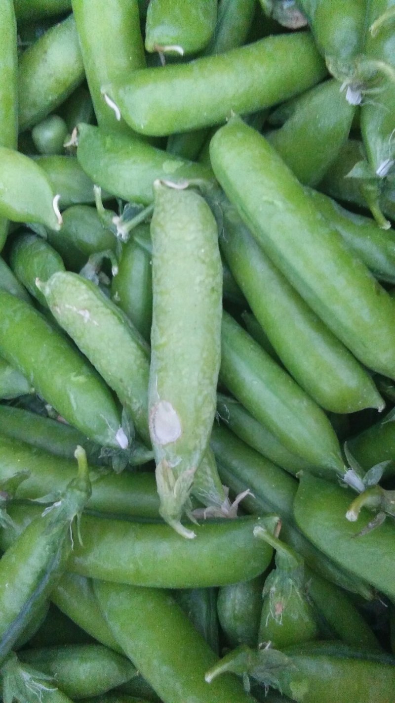 青豌豆(中碗6号和9号)