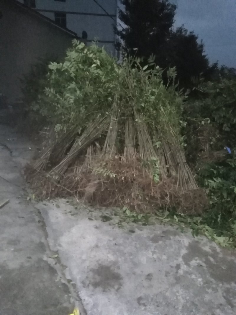 四川巴山红香椿苗上市了