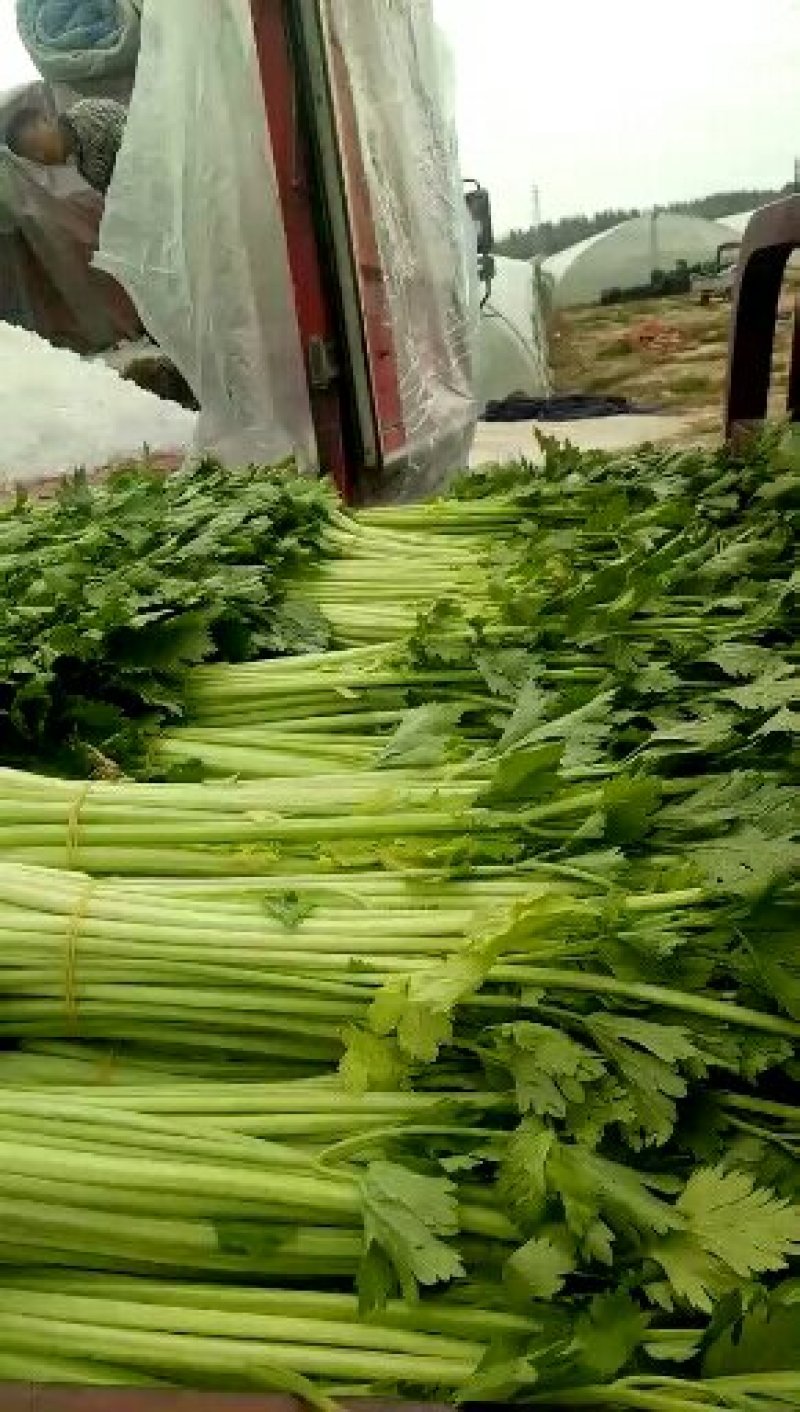 香芹