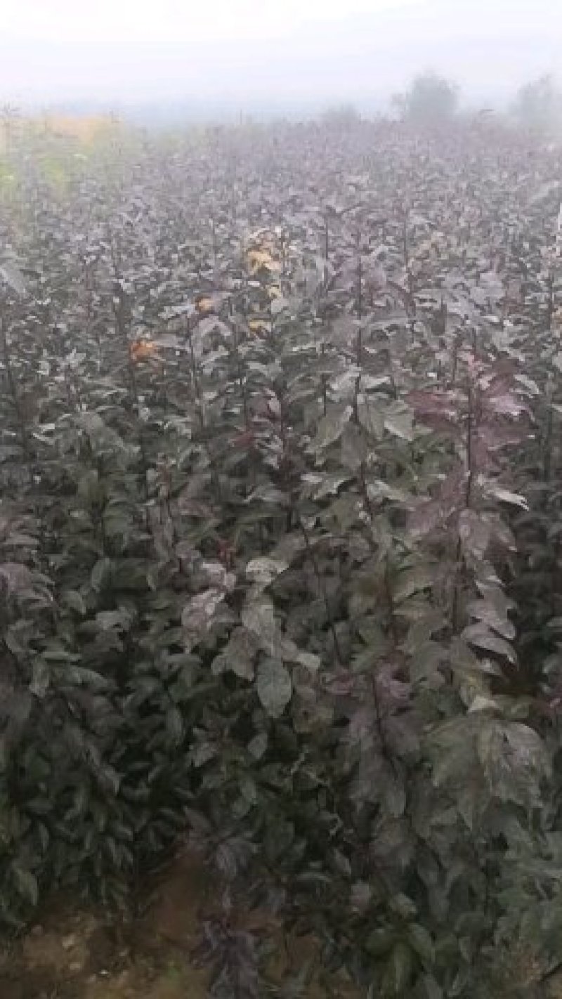 紫叶矮樱适合工程小区绿化0.5-10公分均有货