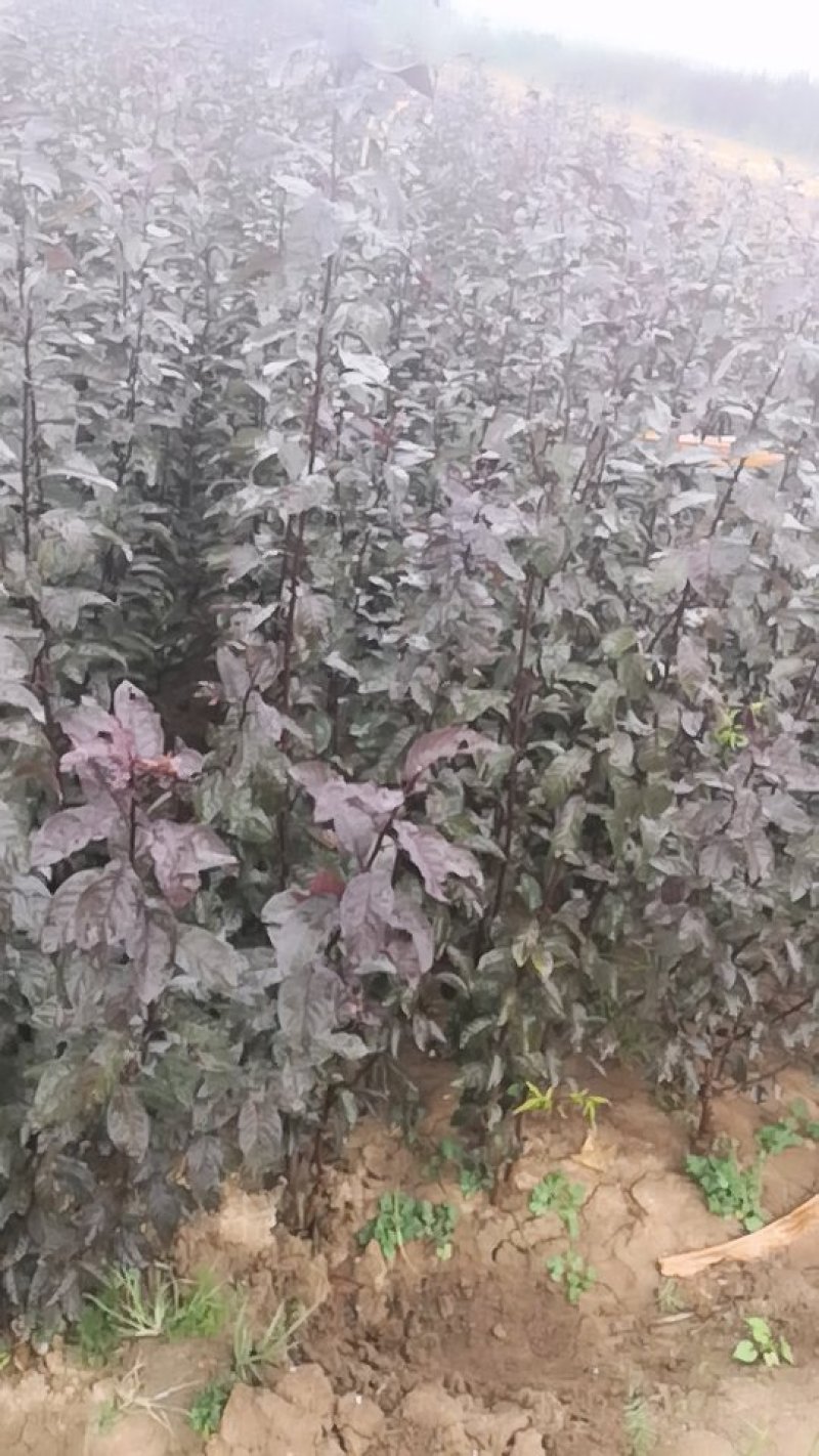 紫叶矮樱适合工程小区绿化0.5-10公分均有货