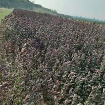 紫叶矮樱适合工程小区绿化0.5-10公分均有货