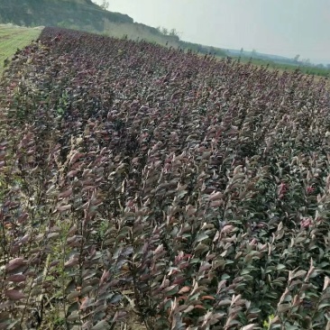 紫叶矮樱适合工程小区绿化0.5-10公分均有货
