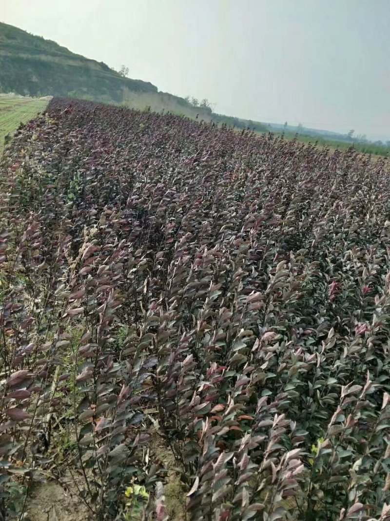 紫叶矮樱适合工程小区绿化0.5-10公分均有货