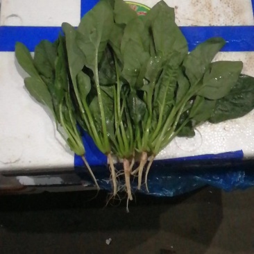 叶菜类