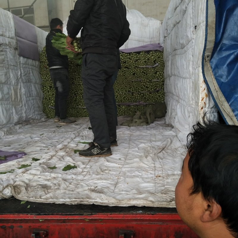 小白菜20cm以上颗均匀颜色绿耐运输