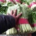 小白菜20cm以上颗均匀颜色绿耐运输