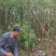 江西九江香樟小苗培育基地