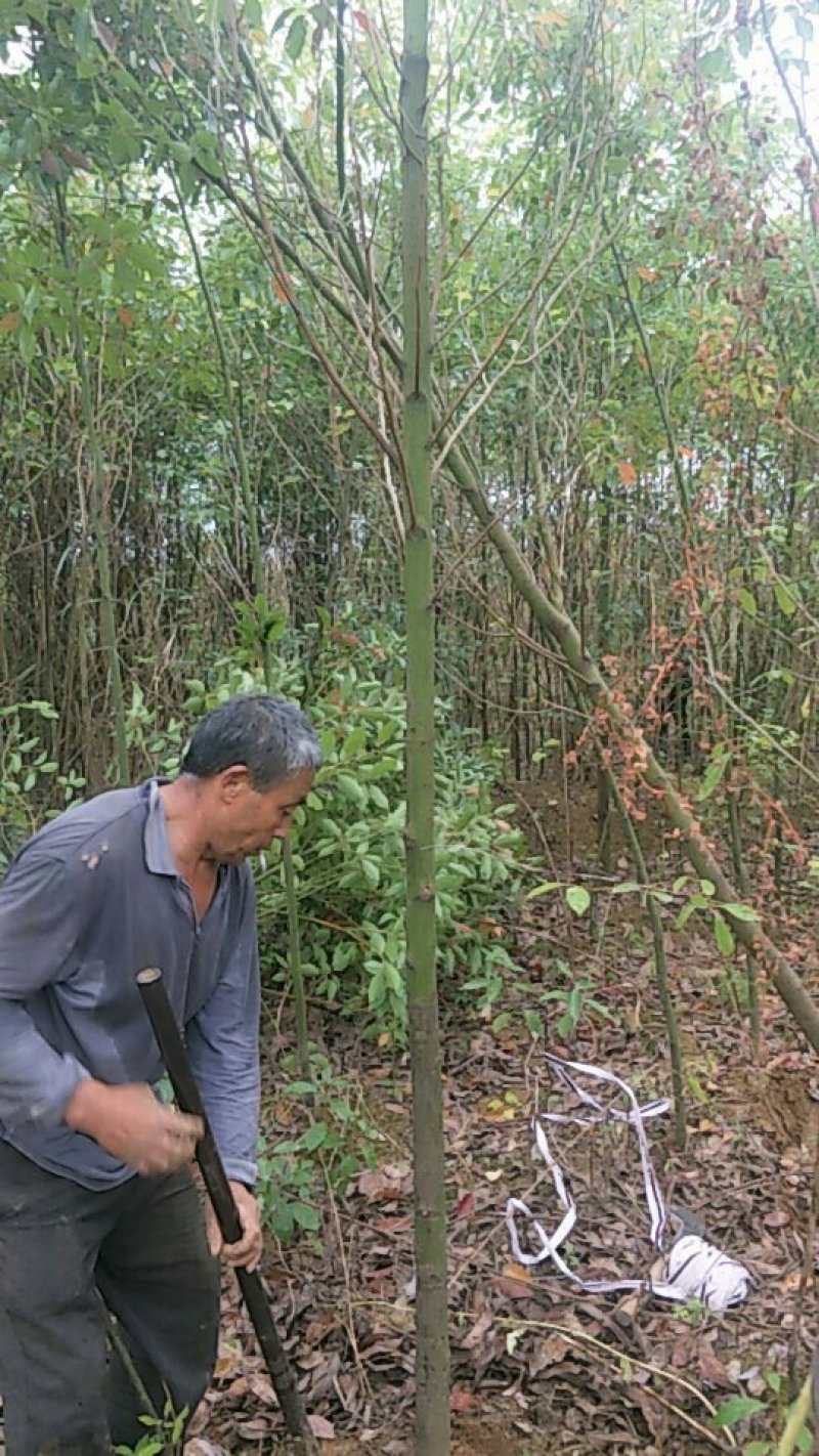 江西九江香樟小苗培育基地