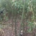 江西九江香樟小苗培育基地