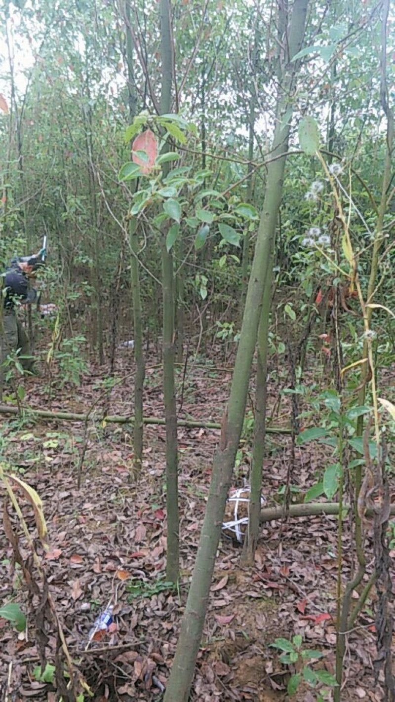 江西九江香樟小苗培育基地