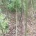 江西九江香樟小苗培育基地