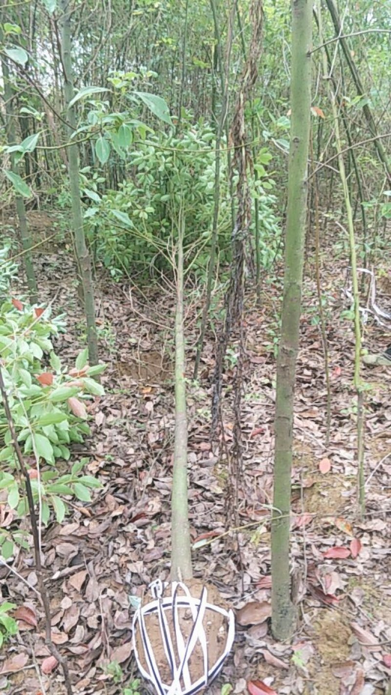 江西九江香樟小苗培育基地
