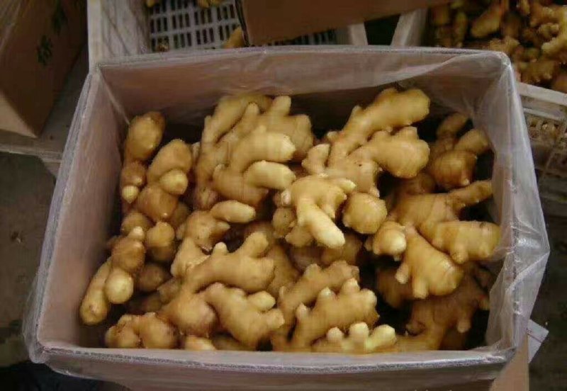 陕西生姜，大黄姜，小黄姜，老姜，面姜，仔姜。货源充足