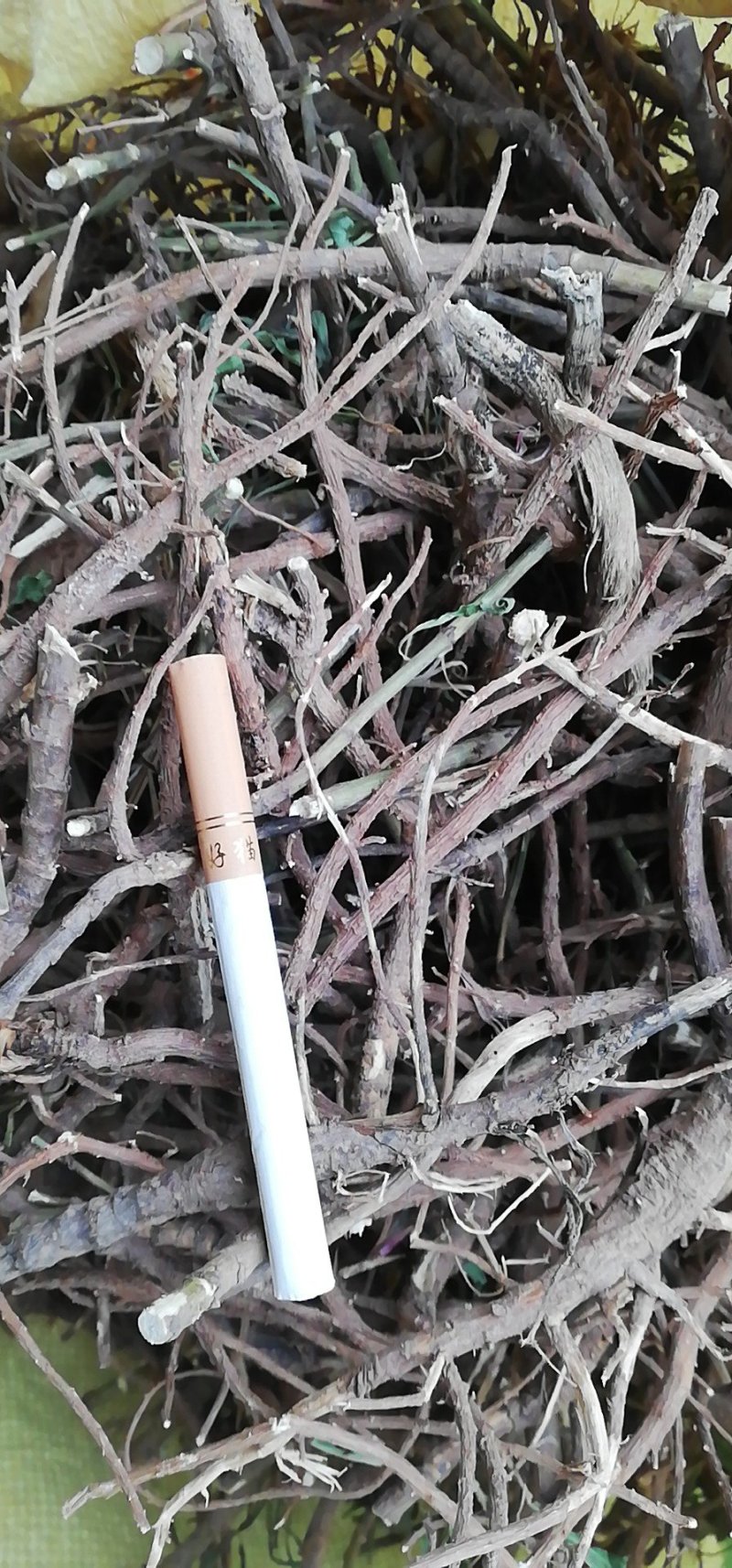 陕西产地柴胡、北柴胡、一手货源