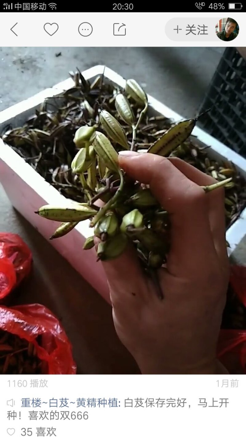 白及果夹、白及种