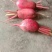 本地红皮萝卜