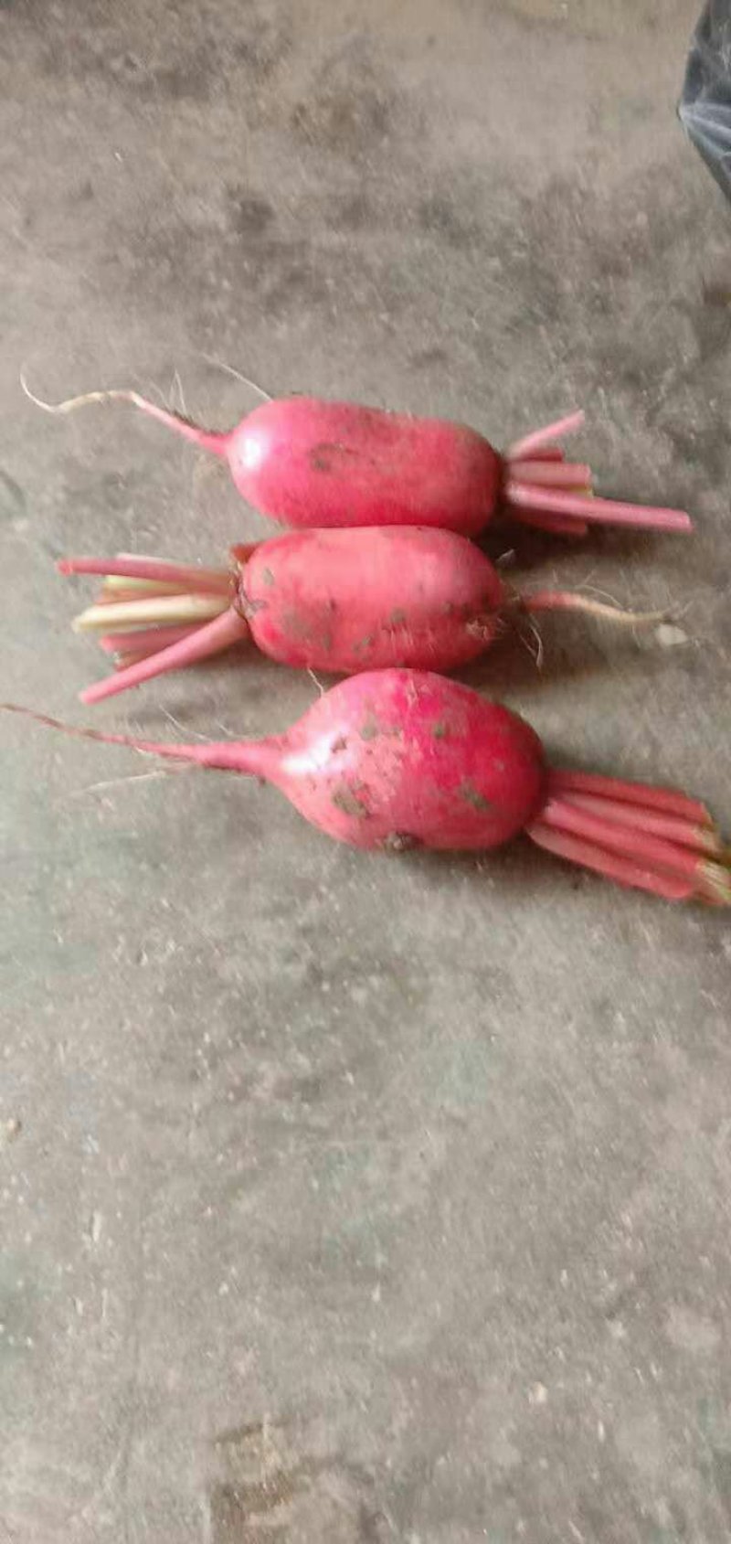 本地红皮萝卜