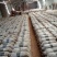食用菌菌种
