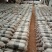 食用菌菌种