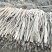 九斤黄山药种子