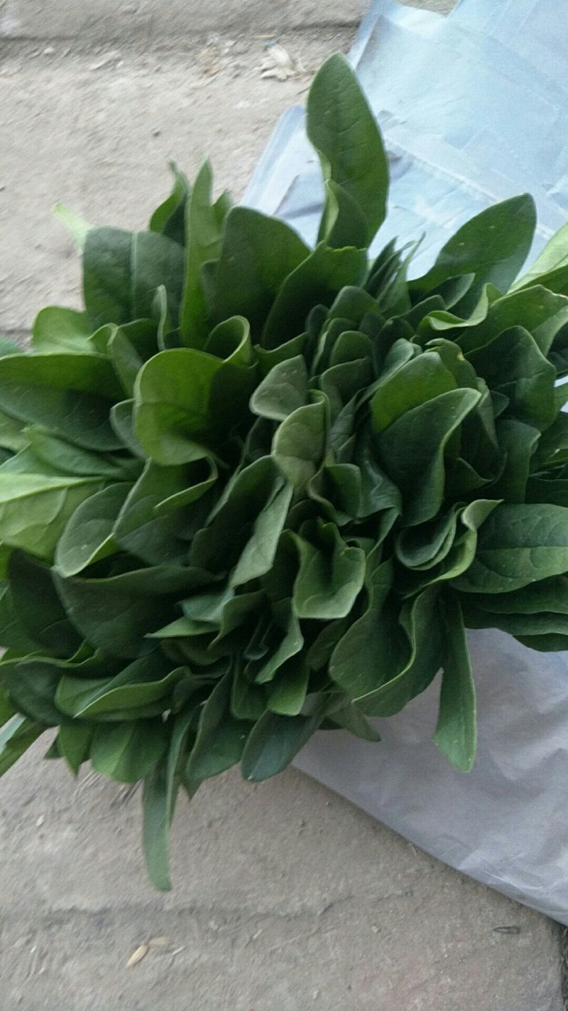 全年供应精品菠菜，支持电商平台，市场，商超。长期合作。